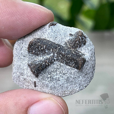 Staurolite in matrix Russia 1