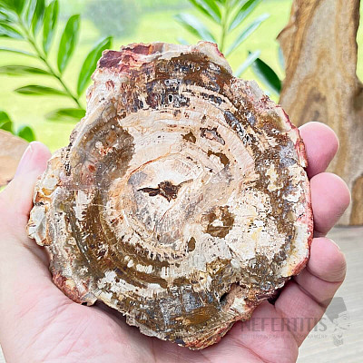 Petrified wood polished cut 3