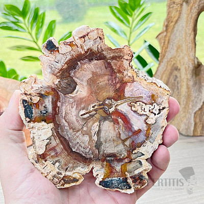 Petrified wood polished cut 5