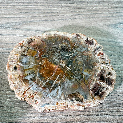 Petrified wood polished cut 10