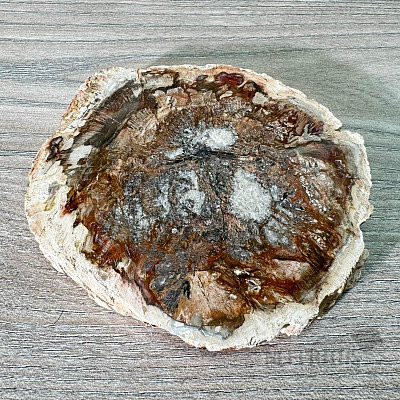 Versteinertes Holz, polierter Schnitt 12