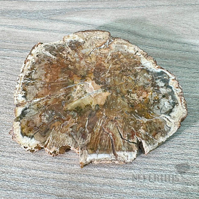 Petrified wood polished cut 6