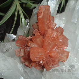 Aragonite hedgehog