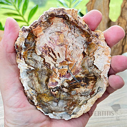 Petrified wood polished cut 1