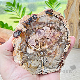 Petrified wood polished cut 2