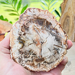 Petrified wood polished cut 4