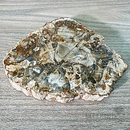 Petrified wood polished cut 8