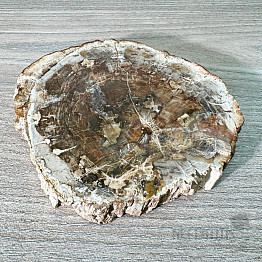 Versteinertes Holz, polierter Schnitt 9